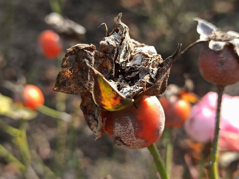 Verblühte Rose