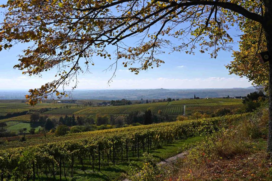 Blick vom Mandelpfad nach Süden Blick vom Mandelpfad nach Süden