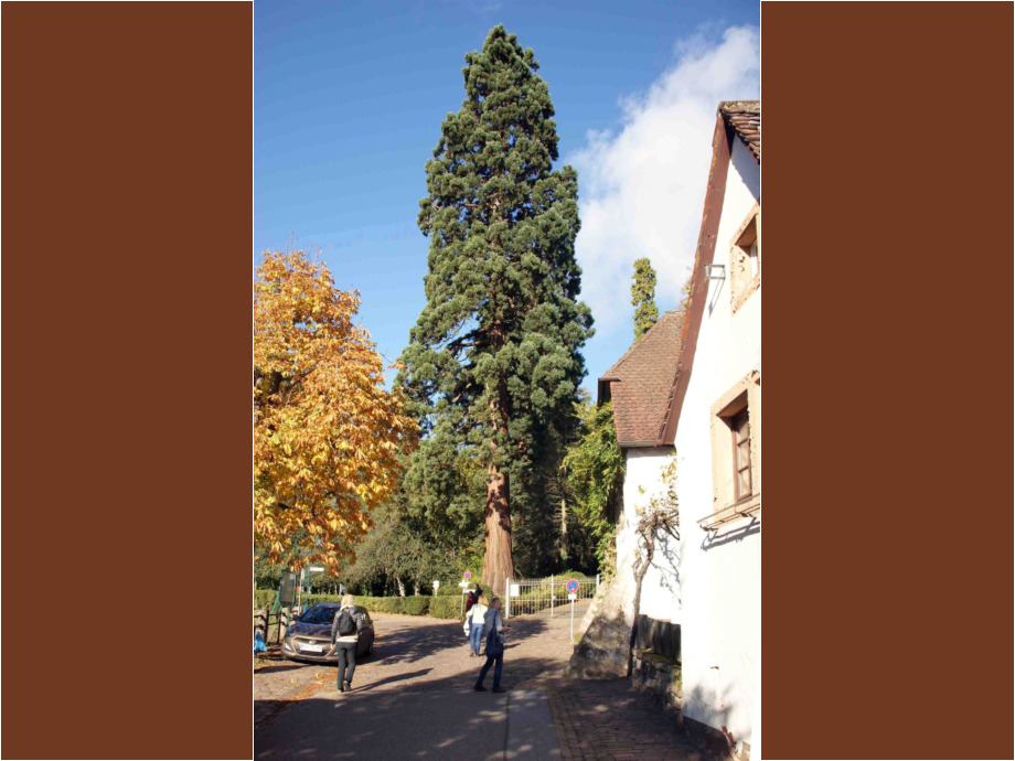 Der Mammutbaum von Gleisweiler Der Mammutbaum von Gleisweiler