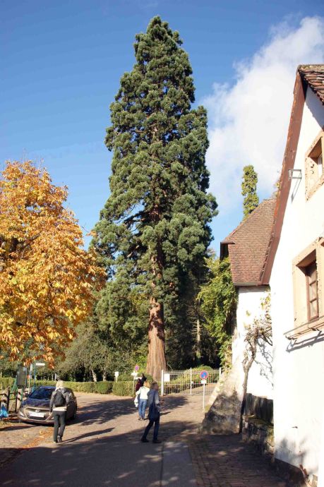 Der Mammutbaum von Gleisweiler Der Mammutbaum von Gleisweiler