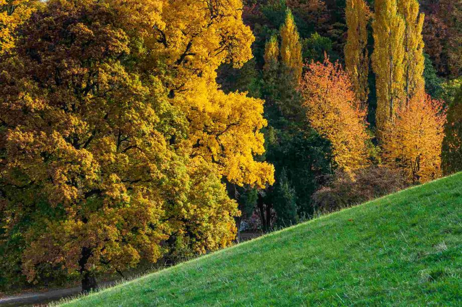 Herbst im Park