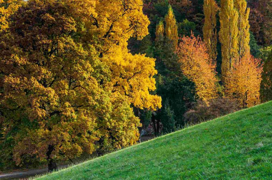 Herbst im Park