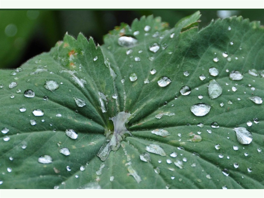 Tropfen auf dem Blatt