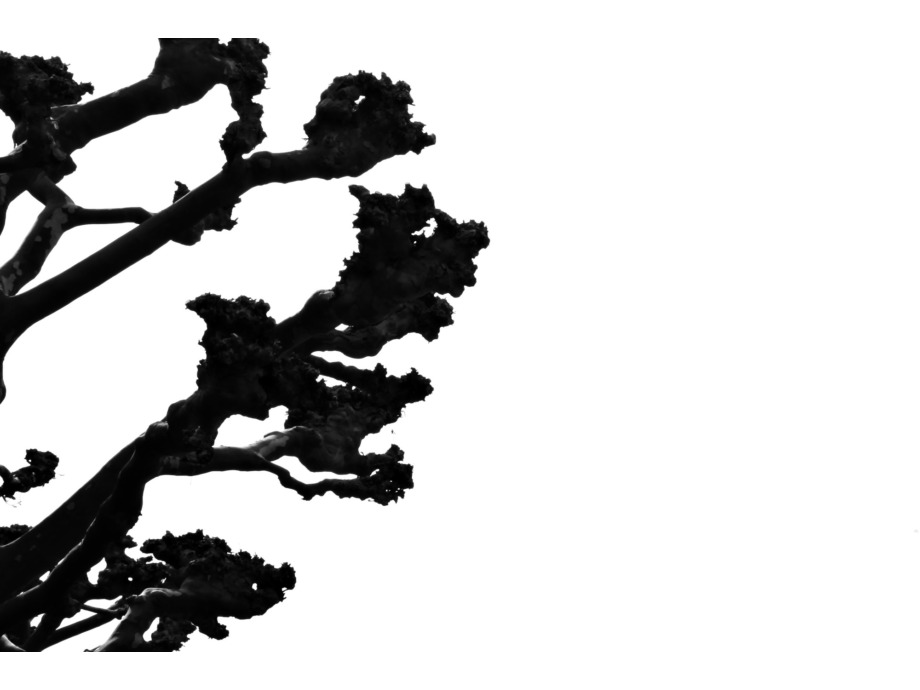 Baum