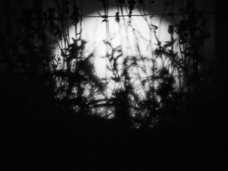 Vollmond hinter Gras