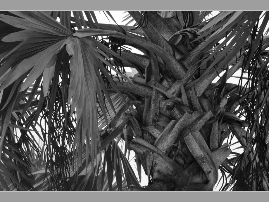 Palme