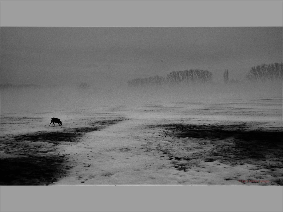 Der Hund, die Gülle und das Licht