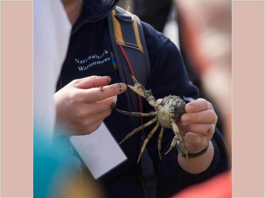 Handschlag mit Krabbe