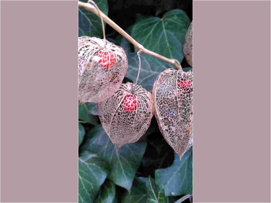 Lampions