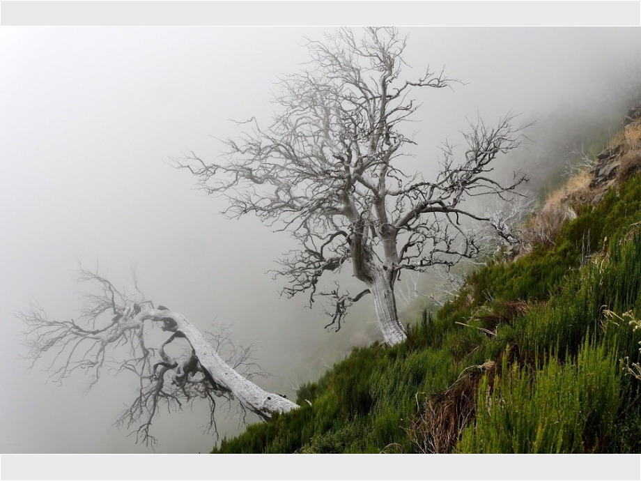 Bäume auf Madeira