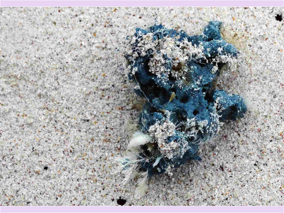 Galapagos-Blau
