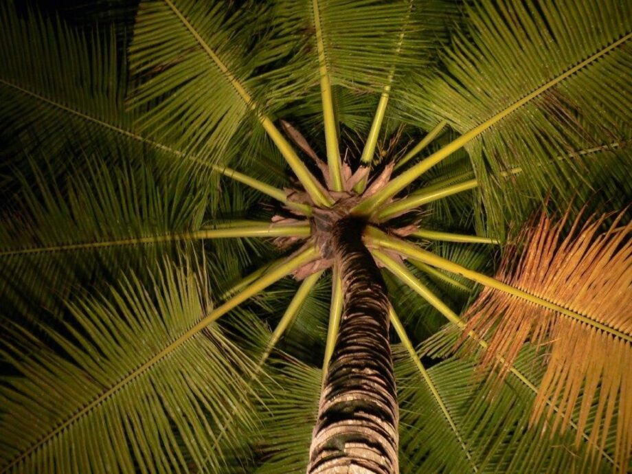 Palme