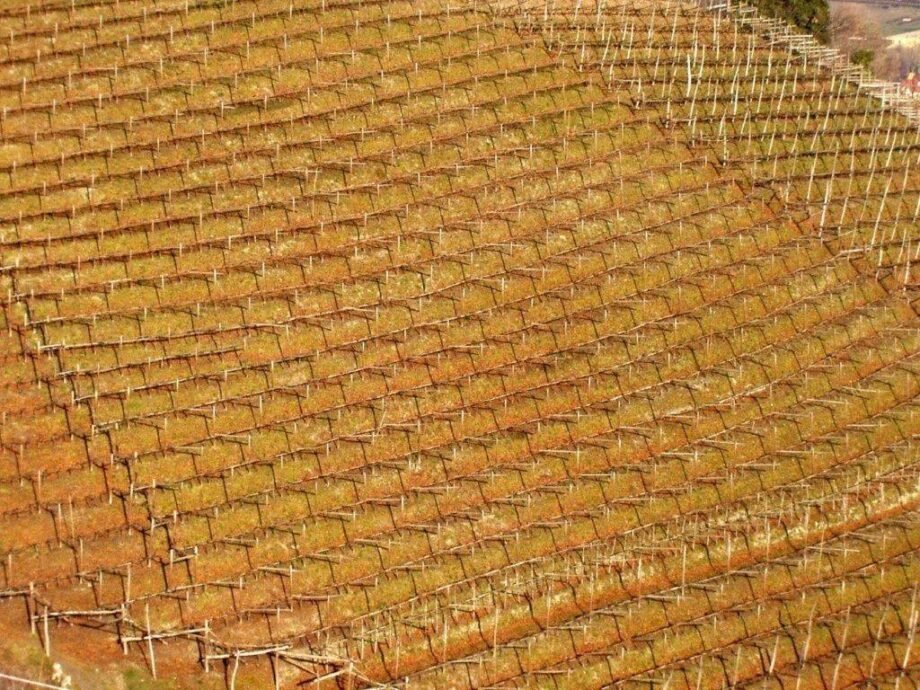 Weinberg in Suedtirol