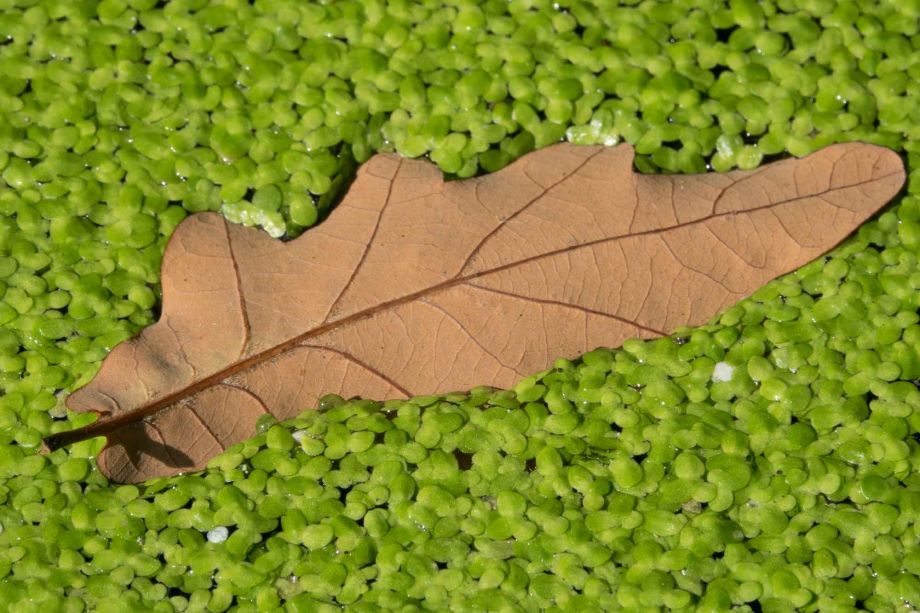 Eichenblatt im Wasserteich mit Pflanzen