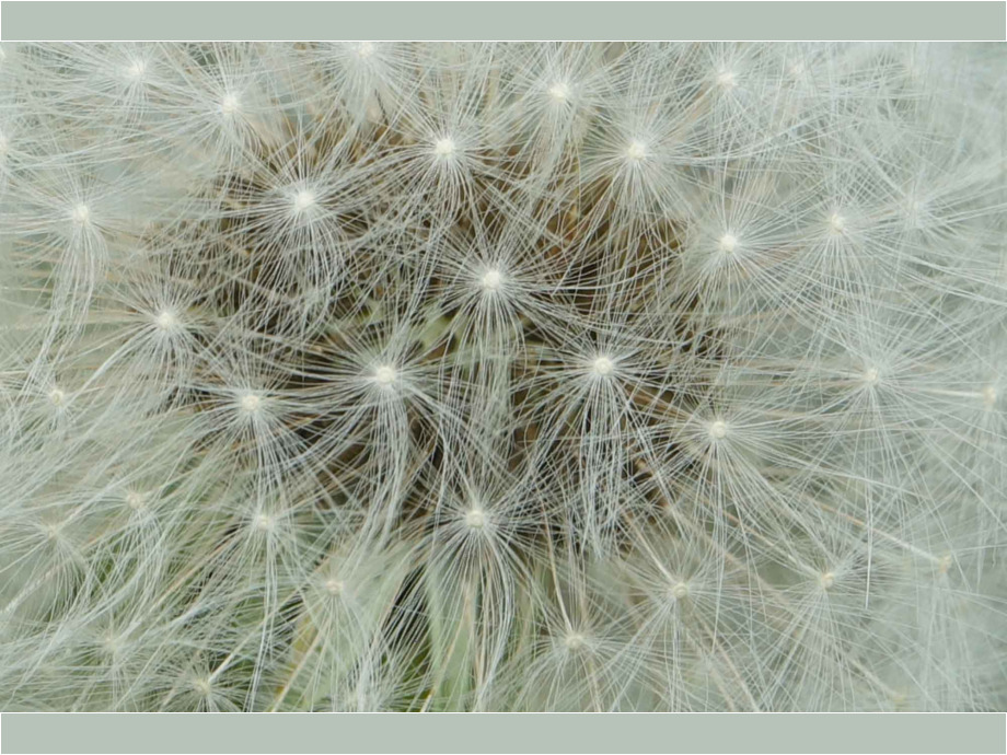 Pusteblume