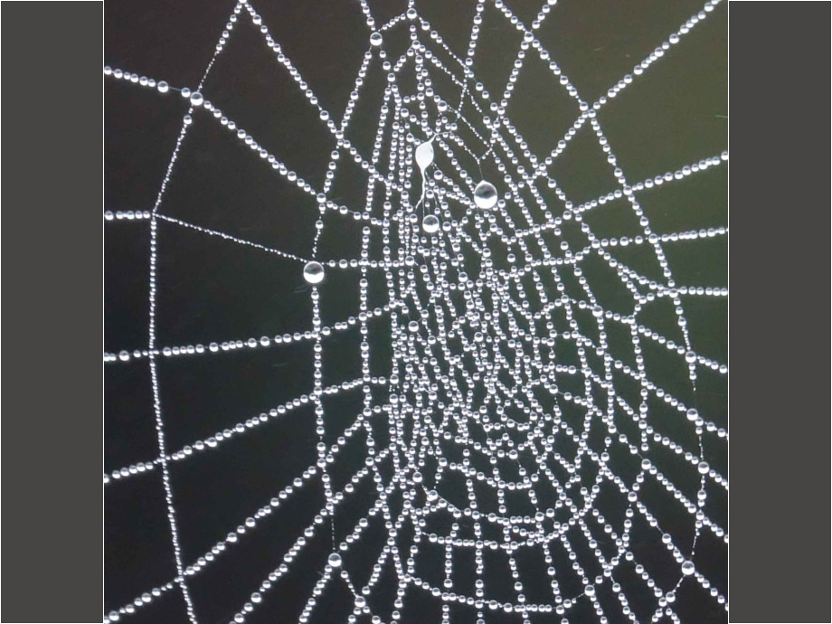 Spinnennetz