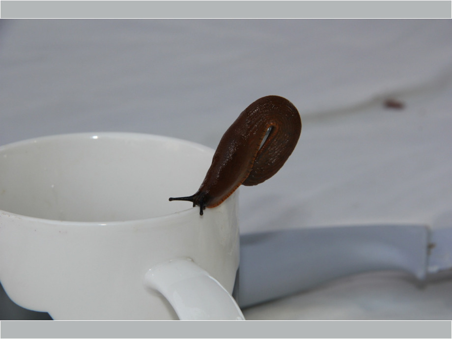 Durstige Schnecke Durstige Schnecke