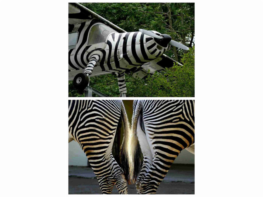Zebra trifft Zebra