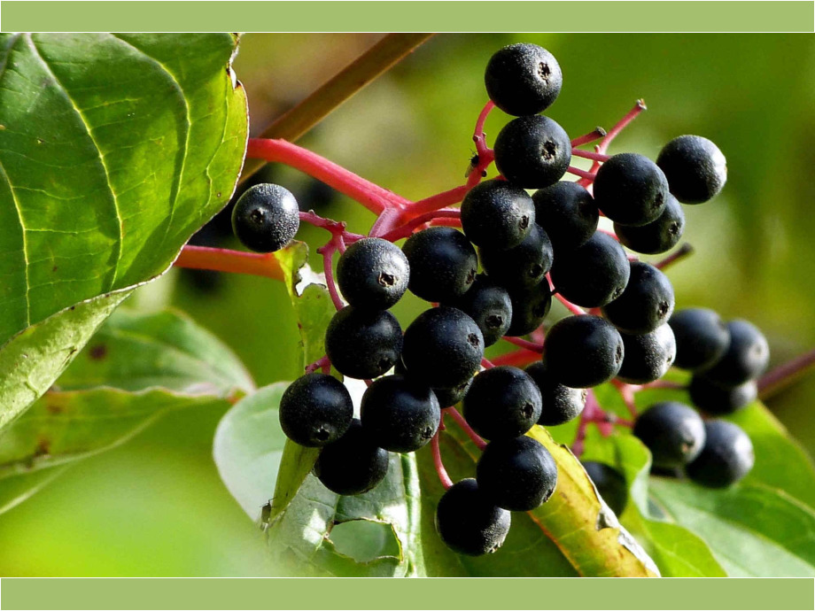 Holunderbeeren