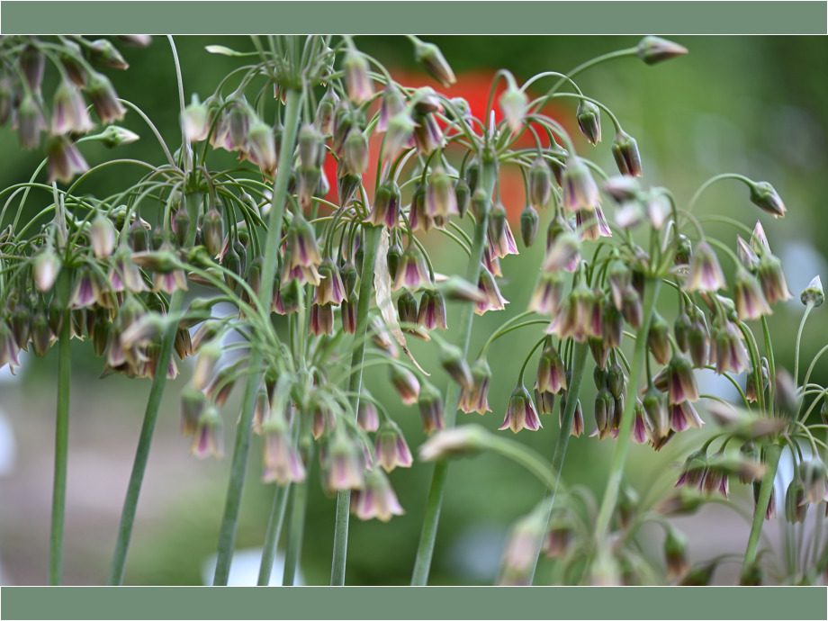 Im botanischen Garten Gießen