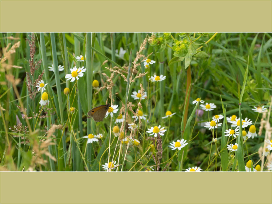 Sommerwiese