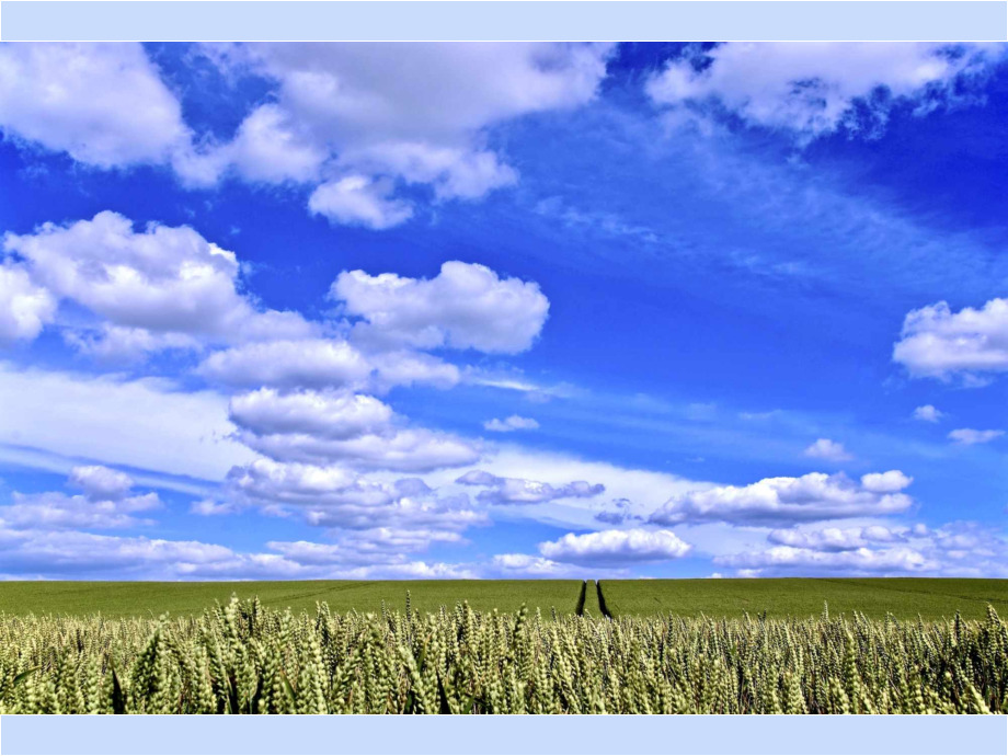 Spuren im Kornfeld