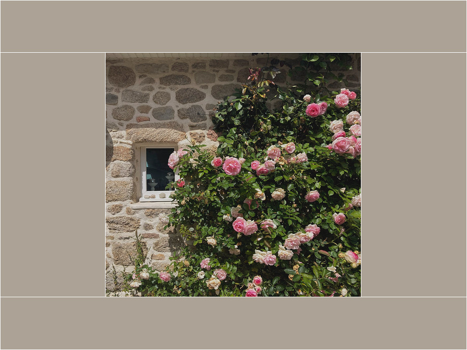 Bretonische Rosen