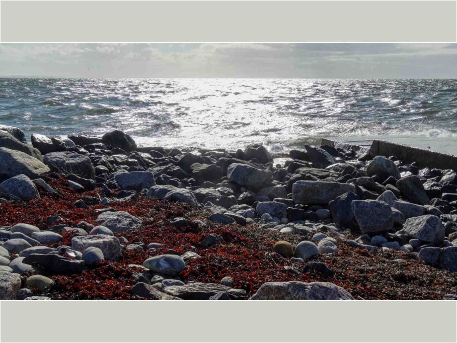 Seetang-Leuchten in der tiefstehenden Sonne.