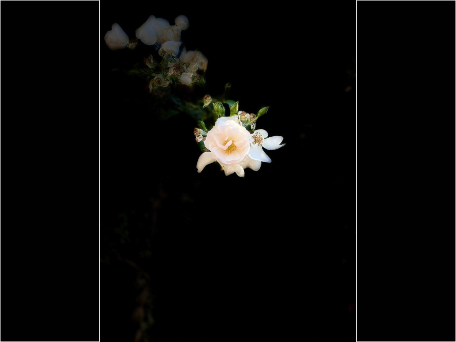 Kleine Blüte