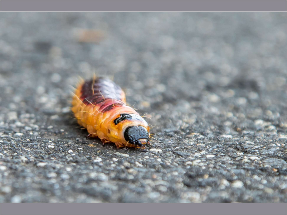 Kleine Raupe