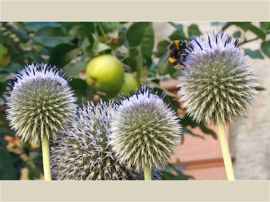 Sommerblüten