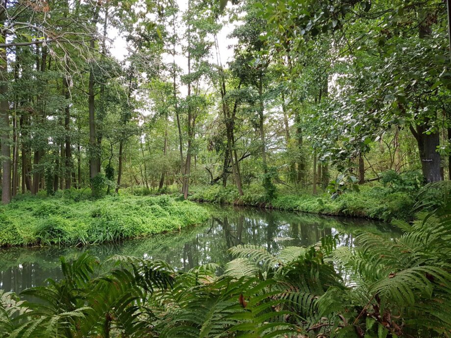 Im Spreewald