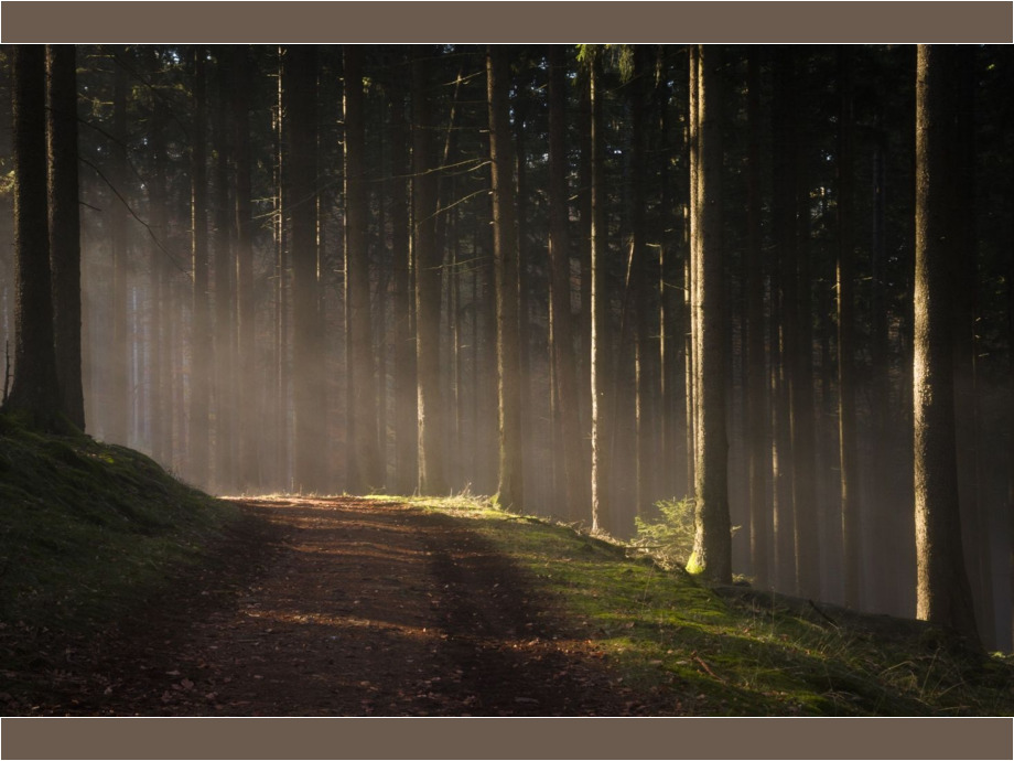 Waldweg