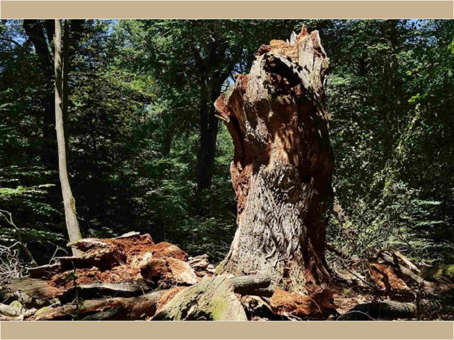 Alter Baum im Wald