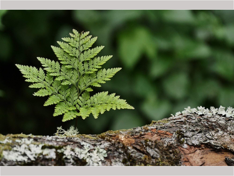 Neues Leben im Wald