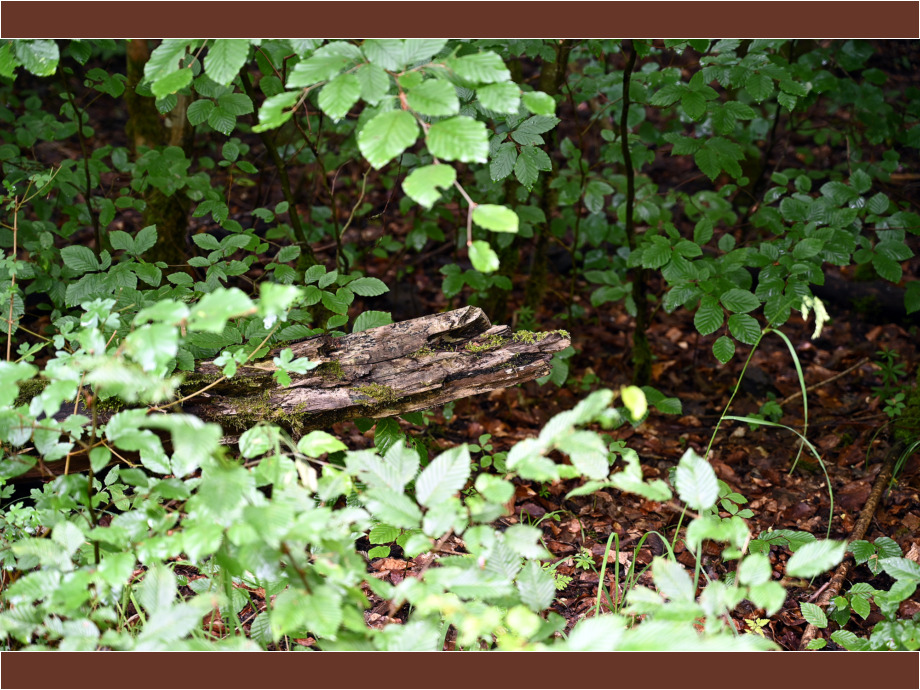 Ungeheuer im Wald