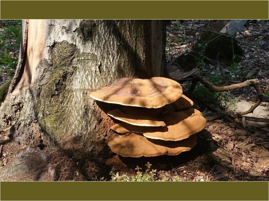 Waldfrucht
