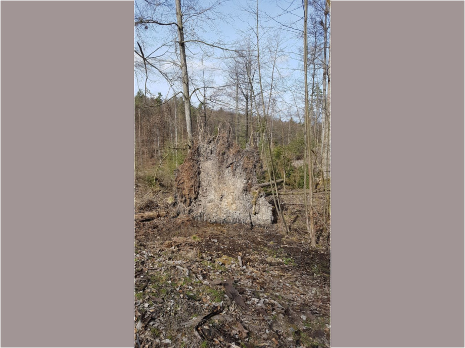 Wald kaputt im Taunus