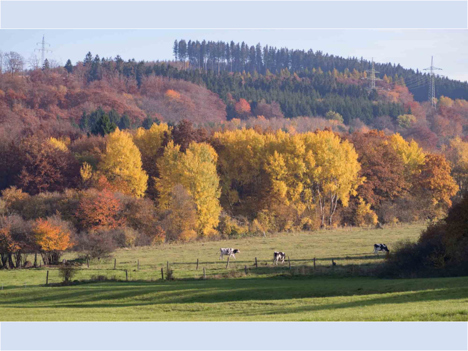 Herbstwald