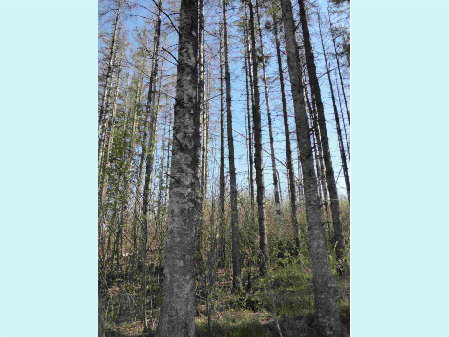 Waldschaden