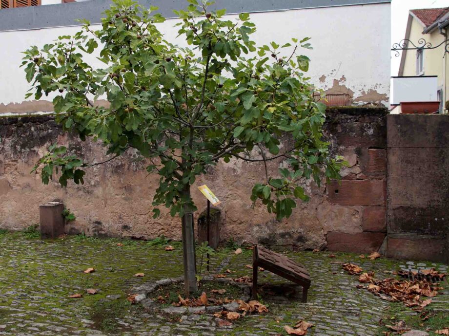 Feigenbaum als Symbol für Frieden unter den Religionen im Hof der Synagoge Feigenbaum als Symbol für Frieden unter den Religionen im Hof der Synagoge