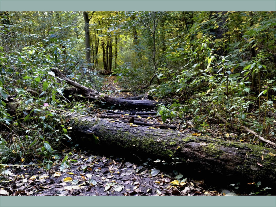 Mystik Wald