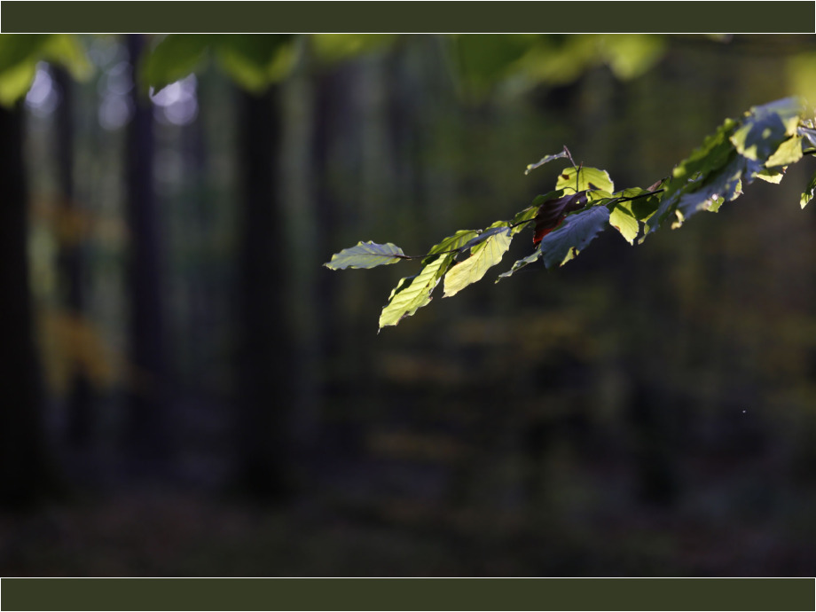 Lichtblick