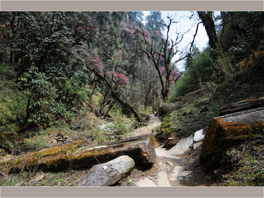 Urwald in Nepal