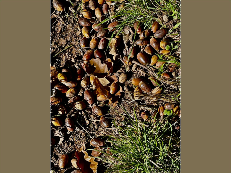 Futter für die Waldbewohner