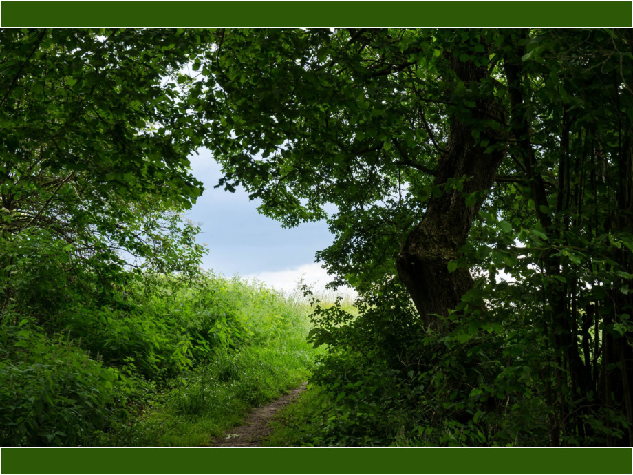 Den Wald hinter sich lassen