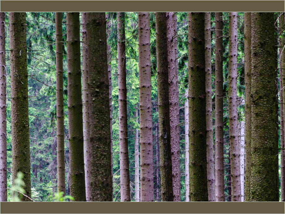 Den Wald vor lauter Bäumen sehen