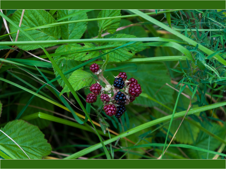 Waldbeeren