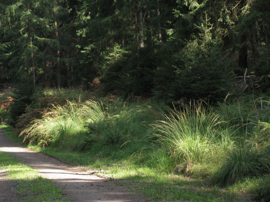 Waldweg