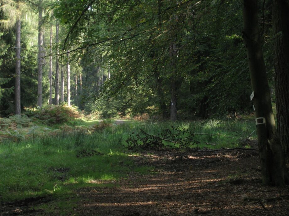 Taunus